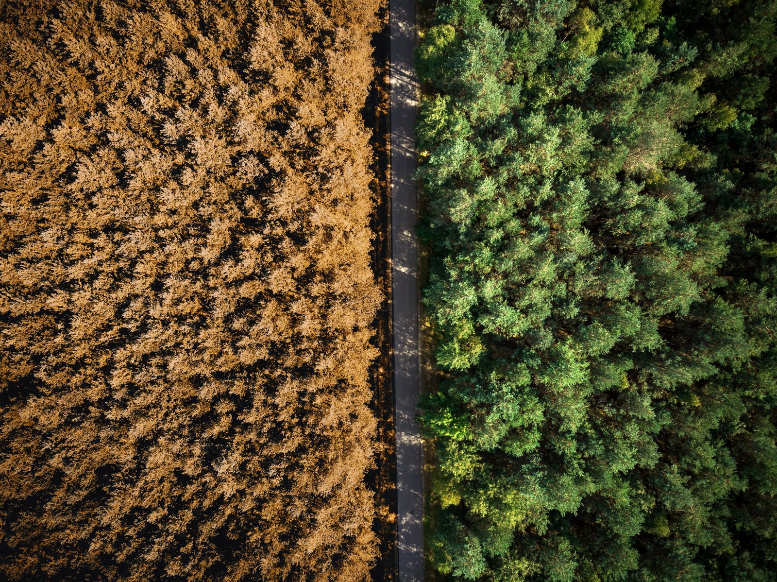 Önce ve Sonra Örnekleri